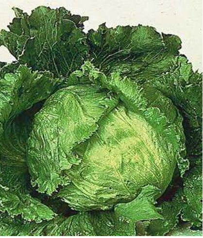 Italian Lettuce Seed Good Taste Easy Grow Great Salad Potted Garden Non-GMO (Color: 9)