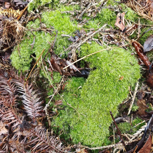 White Cushion Moss Seeds - Leucobryum glaucum, Pale Gray Moss, Goose-neck Seta, Ideal for Miniature Landscapes