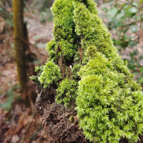White Cushion Moss Seeds - Leucobryum glaucum, Pale Gray Moss, Goose-neck Seta, Ideal for Miniature Landscapes