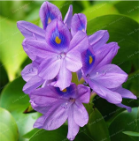 Water Hyacinth Plant Flower Seeds Garden Pond Flowers (Color: Mix)