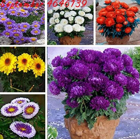 Chinese Aster Seed Full of Bright Summer Big Flowers Callistephus Seeds (Color: Mix)