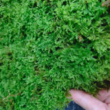Short-Stemmed Moss - Premium Bryophyte for Terrariums, Paludariums & Bonsai Top Dressing