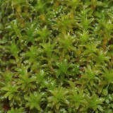 Twisted Moss Seeds - Syntrichia ruralis, Extreme Climate Adaptable Moss, For Research & Gardens