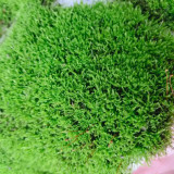 Short-Stemmed Moss - Premium Bryophyte for Terrariums, Paludariums & Bonsai Top Dressing