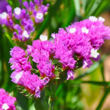 Wavyleaf Sea Lavender Seeds - Everlasting Purple-Red Flowers for Dried Arrangements