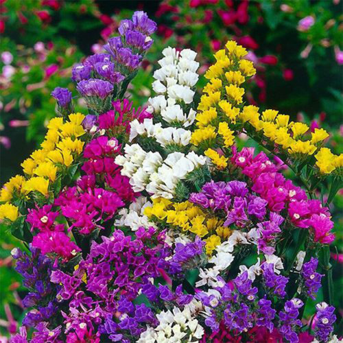Wavyleaf Sea Lavender Seeds - Colorful Everlasting Flowers for Gardens, Cut & Dried Flower Variety