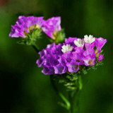 Wavyleaf Sea Lavender Seeds - Everlasting Purple-Red Flowers for Dried Arrangements