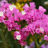 Wavyleaf Sea Lavender Seeds - Everlasting Purple-Red Flowers for Dried Arrangements