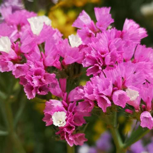 Wavyleaf Sea Lavender Seeds - Everlasting Purple-Red Flowers for Dried Arrangements