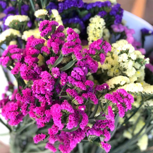 Wavyleaf Sea Lavender Seeds - Colorful Everlasting Flowers for Gardens, Cut & Dried Flower Variety