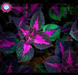 Coleus Seed Foliage Plants Perfect Color Arc-Dragon Beautiful Flower (Color: 7)