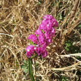 Wavyleaf Sea Lavender Seeds - Everlasting Purple-Red Flowers for Dried Arrangements