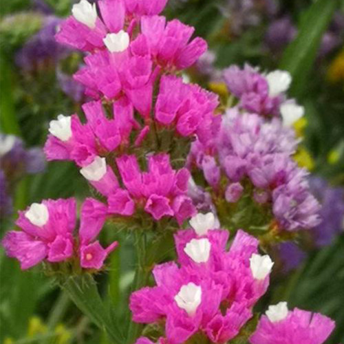 Wavyleaf Sea Lavender Seeds - Everlasting Purple-Red Flowers for Dried Arrangements