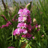 Wavyleaf Sea Lavender Seeds - Everlasting Purple-Red Flowers for Dried Arrangements