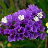 Blue Wavyleaf Sea Lavender Seeds - Limonium Sinuatum, Everlasting Cut Flowers, Medicinal Flowers