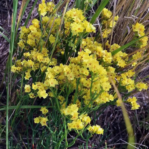 Wavyleaf Sea Lavender Seeds - Light Yellow Starry Blooms, Drought-Resistant Everlasting Flowers