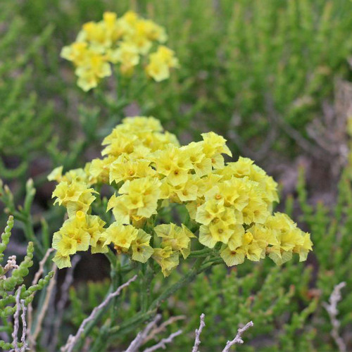 Wavyleaf Sea Lavender Seeds - Light Yellow Starry Blooms, Drought-Resistant Everlasting Flowers