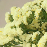 Wavyleaf Sea Lavender Seeds - Light Yellow Starry Blooms, Drought-Resistant Everlasting Flowers