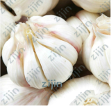 Multi-petals Garlic Seed Organic Red Healthy Green Vegetable