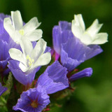 Blue Wavyleaf Sea Lavender Seeds - Limonium Sinuatum, Everlasting Cut Flowers, Medicinal Flowers