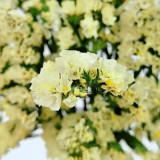 Wavyleaf Sea Lavender Seeds - Light Yellow Starry Blooms, Drought-Resistant Everlasting Flowers