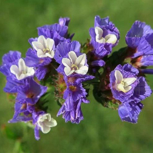 Blue Wavyleaf Sea Lavender Seeds - Limonium Sinuatum, Everlasting Cut Flowers, Medicinal Flowers