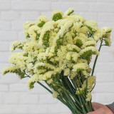 Wavyleaf Sea Lavender Seeds - Light Yellow Starry Blooms, Drought-Resistant Everlasting Flowers