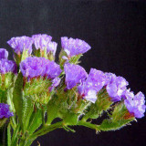 Blue Wavyleaf Sea Lavender Seeds - Limonium Sinuatum, Everlasting Cut Flowers, Medicinal Flowers