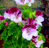 Rare Geranium Seeds Perennial Home and Garden Flower (Color: 10)