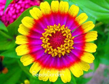 Superior Zinnia Seed for Garden Home & Garden (Color: 4)