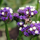 Blue Wavyleaf Sea Lavender Seeds - Limonium Sinuatum, Everlasting Cut Flowers, Medicinal Flowers