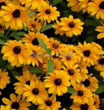 Rare Chinese Summer Rudbeckia laciniata Hirta Flower Seeds