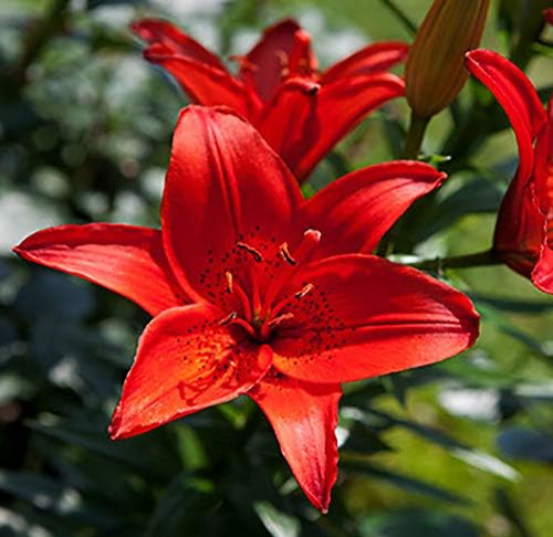 Lily Bulb Faint Scent for Home Garden