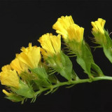 Wavyleaf Sea Lavender Seeds - Light Yellow Starry Blooms, Drought-Resistant Everlasting Flowers