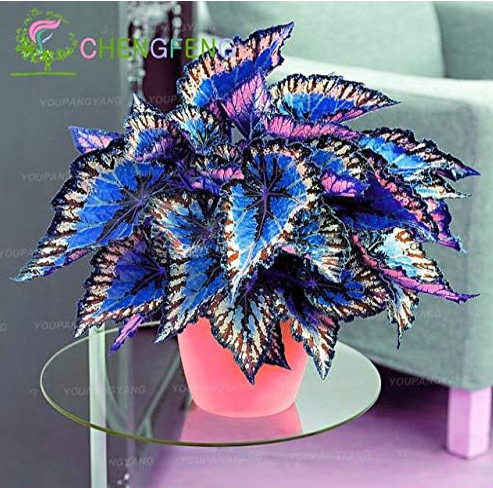 Coleus Seeds for Courtyard Balcony Garden Coleus Potted (Color: 4)