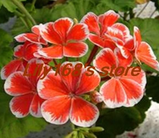 Climbing Geranium Pelargonium Peltatum Seeds (Color: A14)