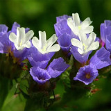 Blue Wavyleaf Sea Lavender Seeds - Limonium Sinuatum, Everlasting Cut Flowers, Medicinal Flowers