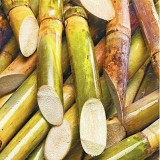Rare Sugar Cane Seeds for Home and Garden