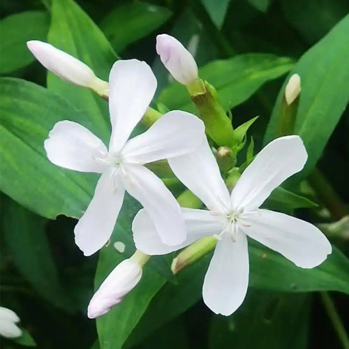 Bouncing Bet Seeds (Saponaria officinalis) - White Perennial Flowers, Long Blooming, Low Maintenance Plant