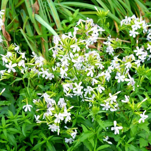 Bouncing Bet Seeds (Saponaria officinalis) - White Perennial Flowers, Long Blooming, Low Maintenance Plant