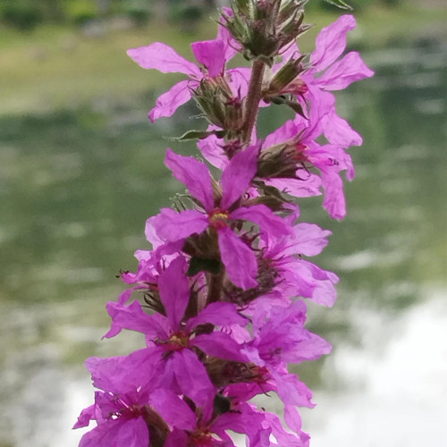 Purple Loosestrife (Lythrum salicaria) Seeds - Perennial Medicinal Herb for Wetlands & Gardens