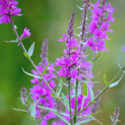 Purple Loosestrife (Lythrum salicaria) Seeds - Perennial Medicinal Herb for Wetlands & Gardens