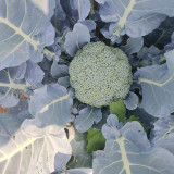Japanese Broccoli Seeds F1 Hybrid - Early Maturing 90 Days, Compact Dome Curds, Cool Climate Adaptable