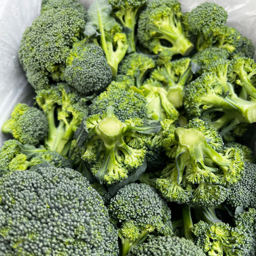 Japanese Broccoli Seeds F1 Hybrid - Early Maturing 90 Days, Compact Dome Curds, Cool Climate Adaptable