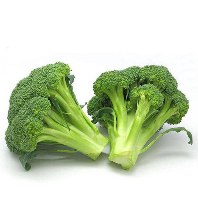 Japanese Broccoli Seeds F1 Hybrid - Early Maturing 90 Days, Compact Dome Curds, Cool Climate Adaptable