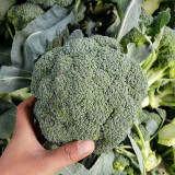 Japanese Broccoli Seeds F1 Hybrid - Early Maturing 90 Days, Compact Dome Curds, Cool Climate Adaptable