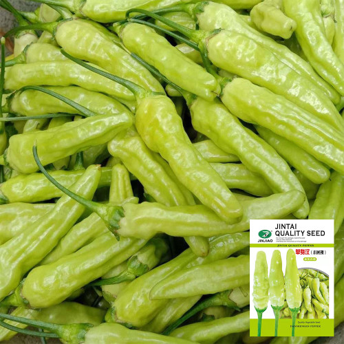 White Wrinkled Xiaomila Chili Pepper Seeds – Medium-Maturing, Wrinkled Upright Fruits, Ideal for Pickling & Fresh Use