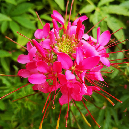 Spider Flower (Cleome houtteana) Seeds - Butterfly-like Rose-Red Blooms, Medicinal Plant