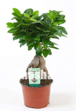 Ficus Bonsai Tree Seeds, Potted Balcony Banyan Tree Leaf Bonsai Garden Novel Plants