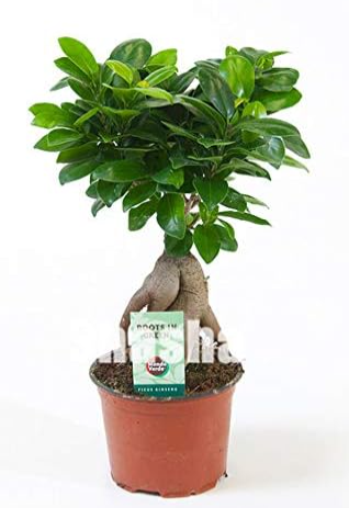 Ficus Bonsai Tree Seeds, Potted Balcony Banyan Tree Leaf Bonsai Garden Novel Plants